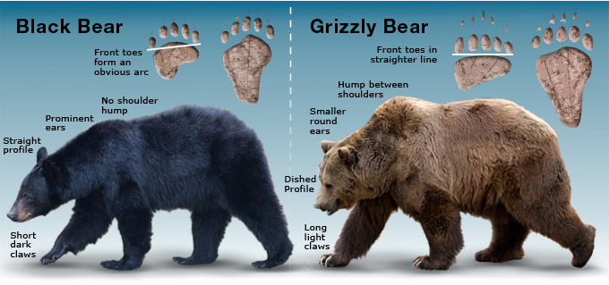 Black Bear - Grizzly comparison