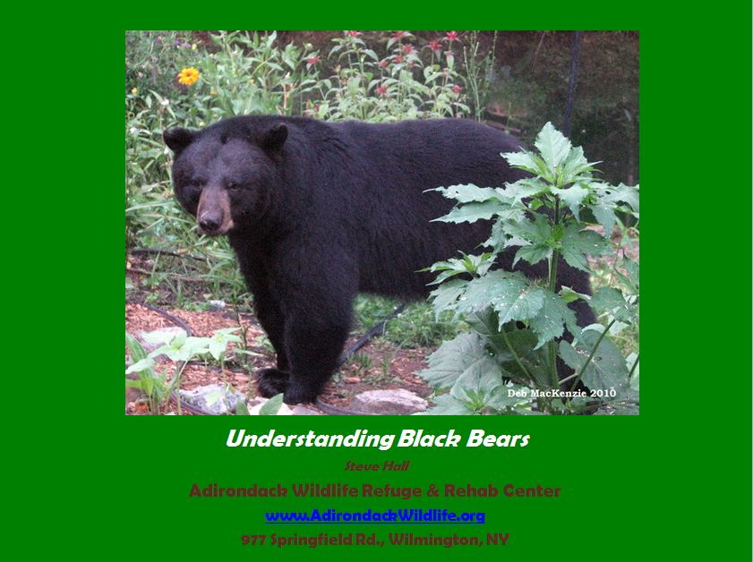 Understanding Black Bears