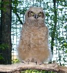 Great Horned Owl Brancher