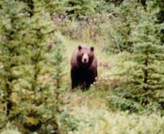 Grizzly in Banff National Park, Alberta, by Dan