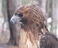 Red-Tail Jonas at the Refuge