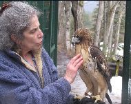 Wendy & Jonas- Red-Tailed Hawk