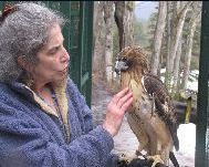 Wendy & Jonas- Red-Tailed Hawk