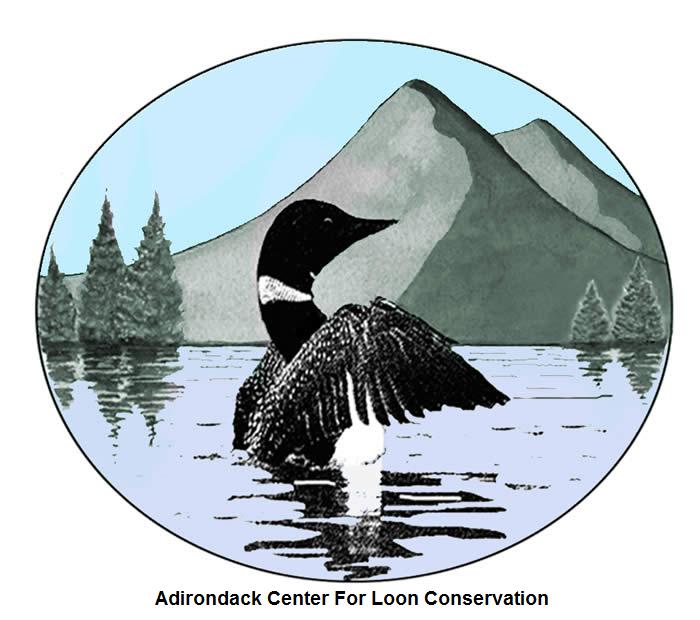 Adirondack Loon Conservation