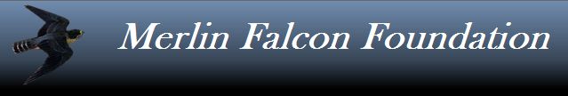 Merlin Falcon Foundation