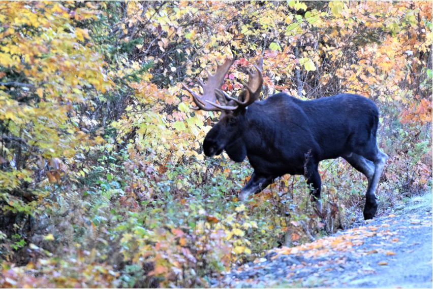 Bull Moose Moose Alley Oct 2022