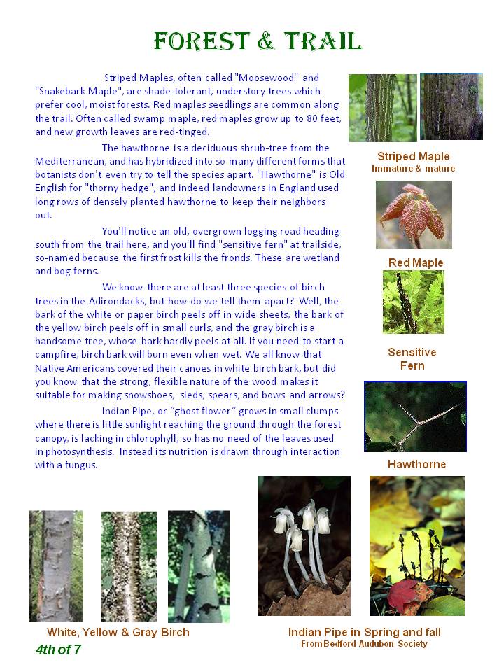 Nature Trail Guide - page 4