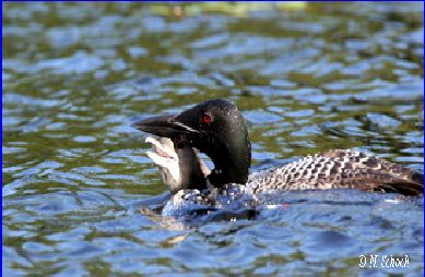 Common Loon & chick by Nina Schoch