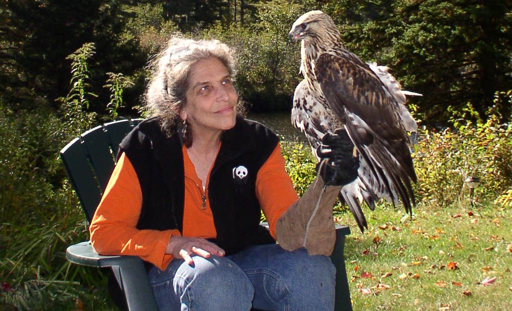 Wendy with Swainsons Hawk
