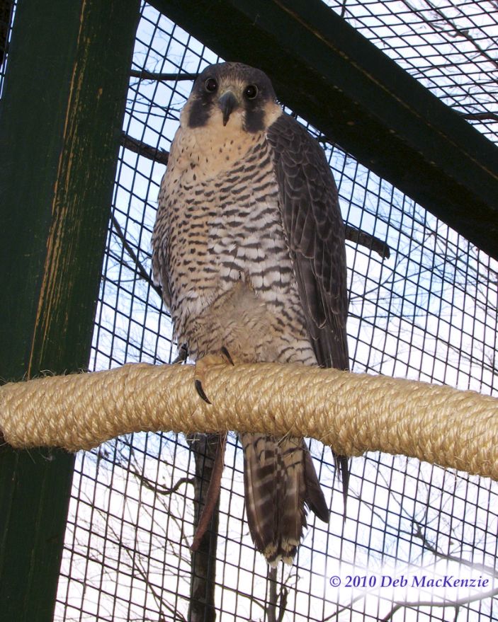 Pergerine Falcon - Jezebel