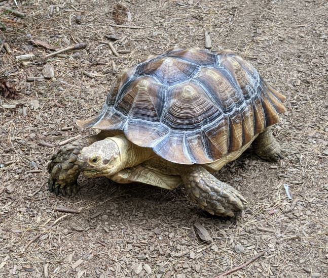 Tuck the Sulcata tortoise