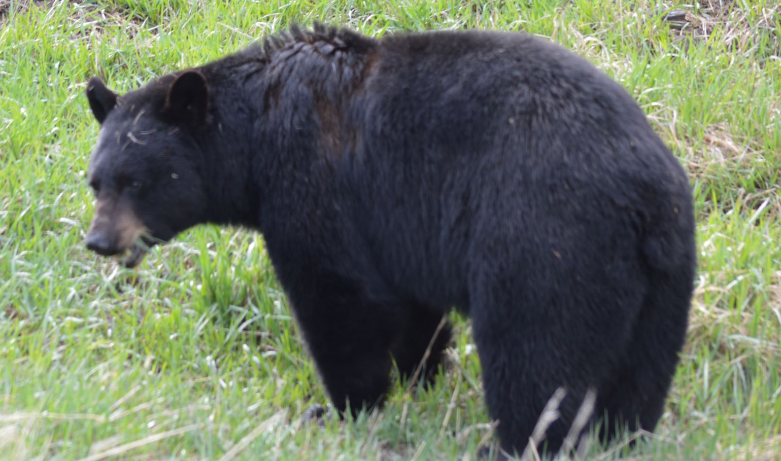 Yellowstone black bear, May 2013, Alex