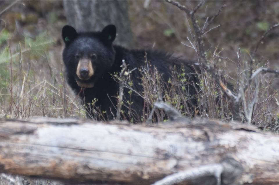 Yellowstone black bear with collar May 2018