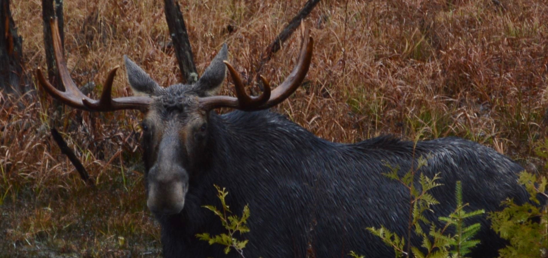 Algonquin Park bull moose, Nov 2014 by Steve Hall