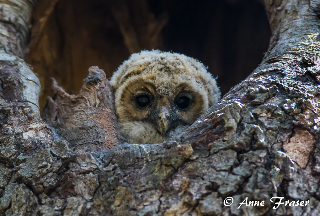 Barred owl chick by Anne Fraser