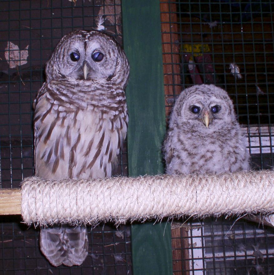 Helen fostering orphaned owlet