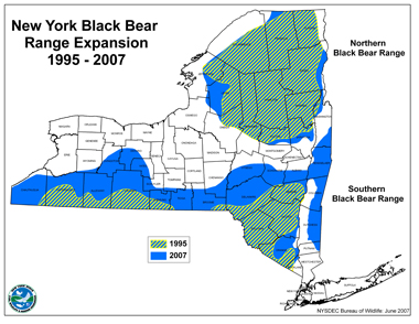 Black Bear - expanding range in New York State