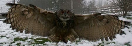 Eurasian Eagle Owl in Flight