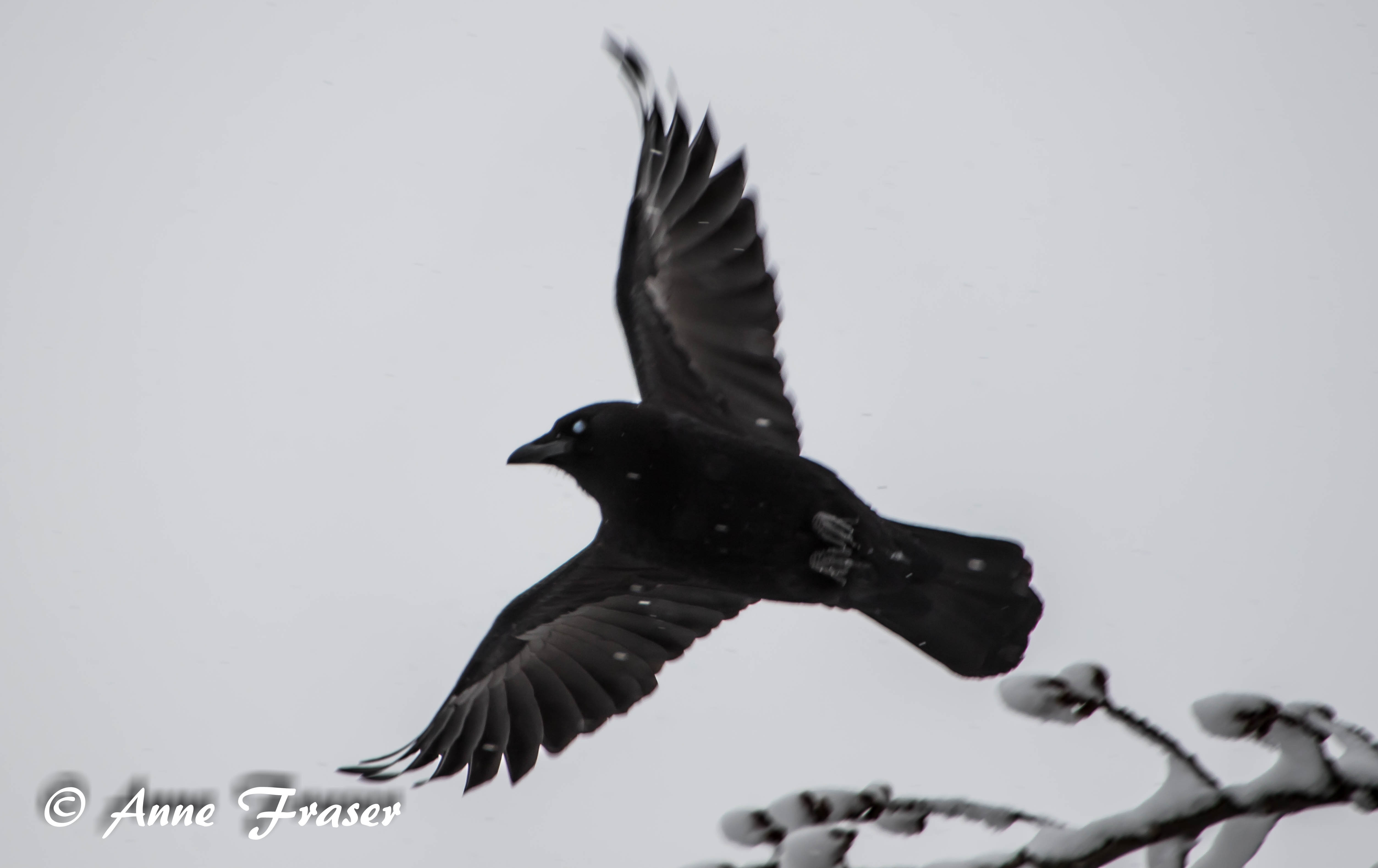 Crow flying by Anne Fraser