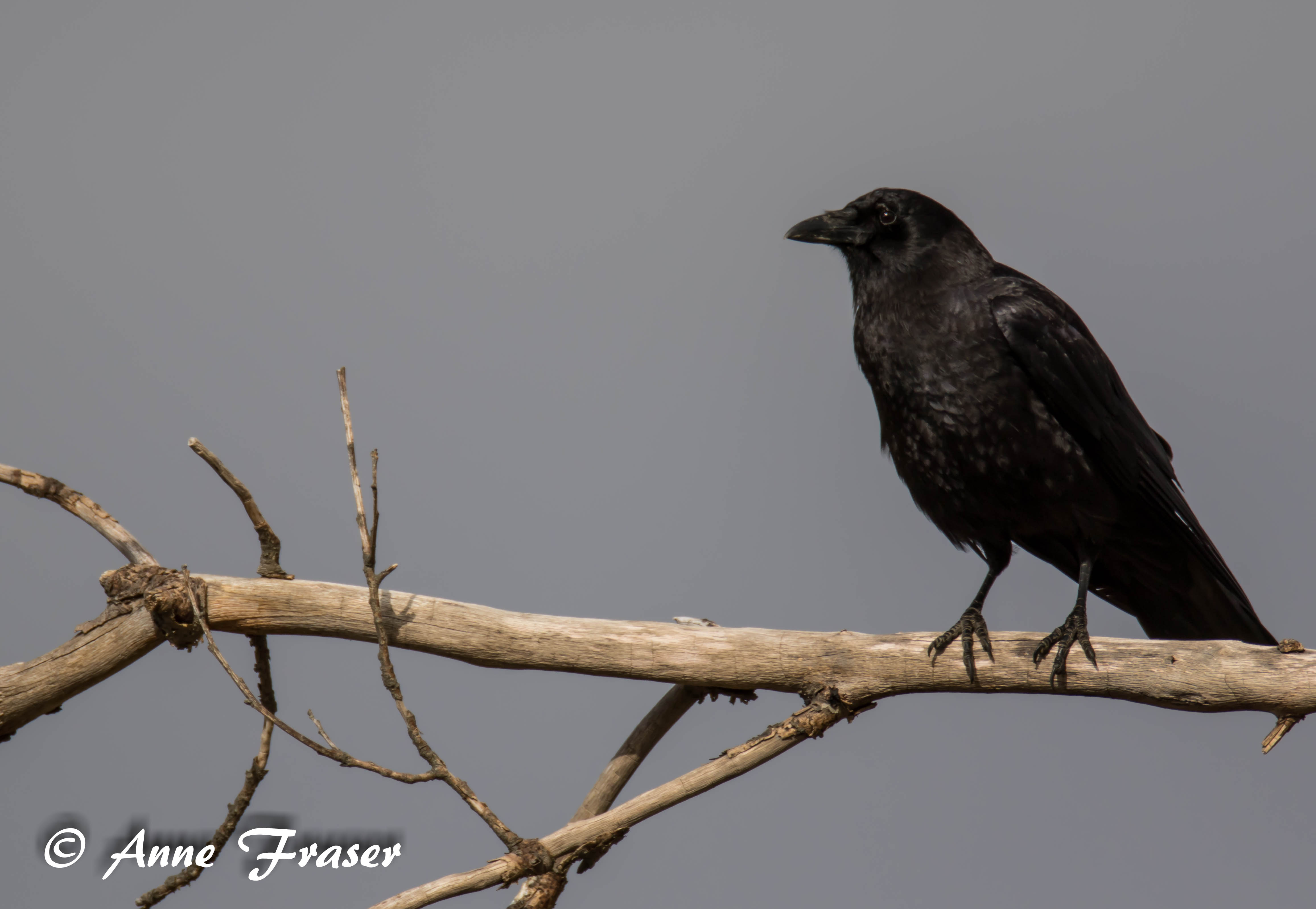 Crow by Anne Fraser