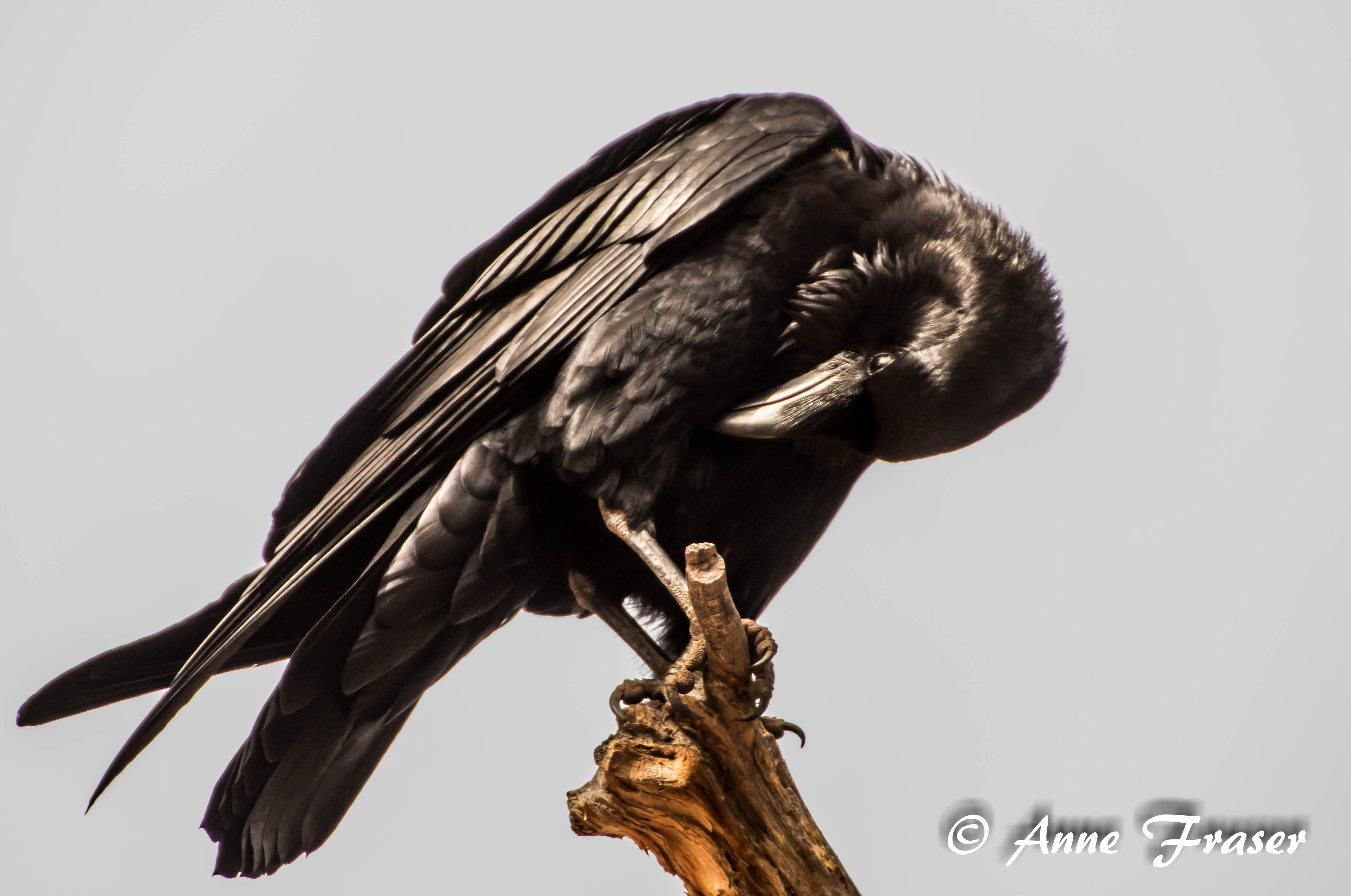 Raven grooming by Anne Fraser