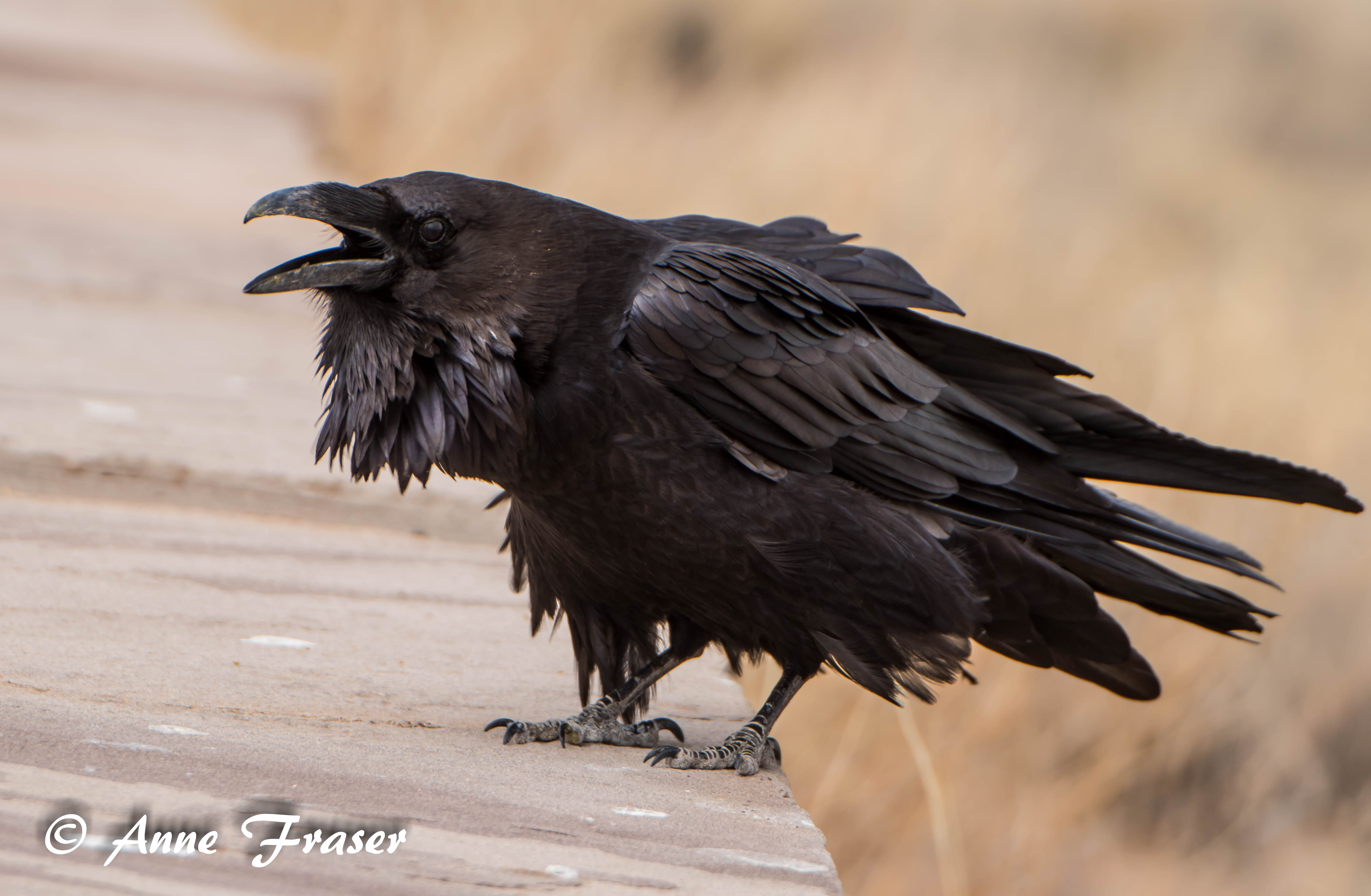 Raven by Anne Fraser