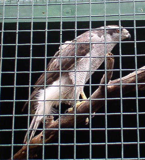 Athena, a Goshawk