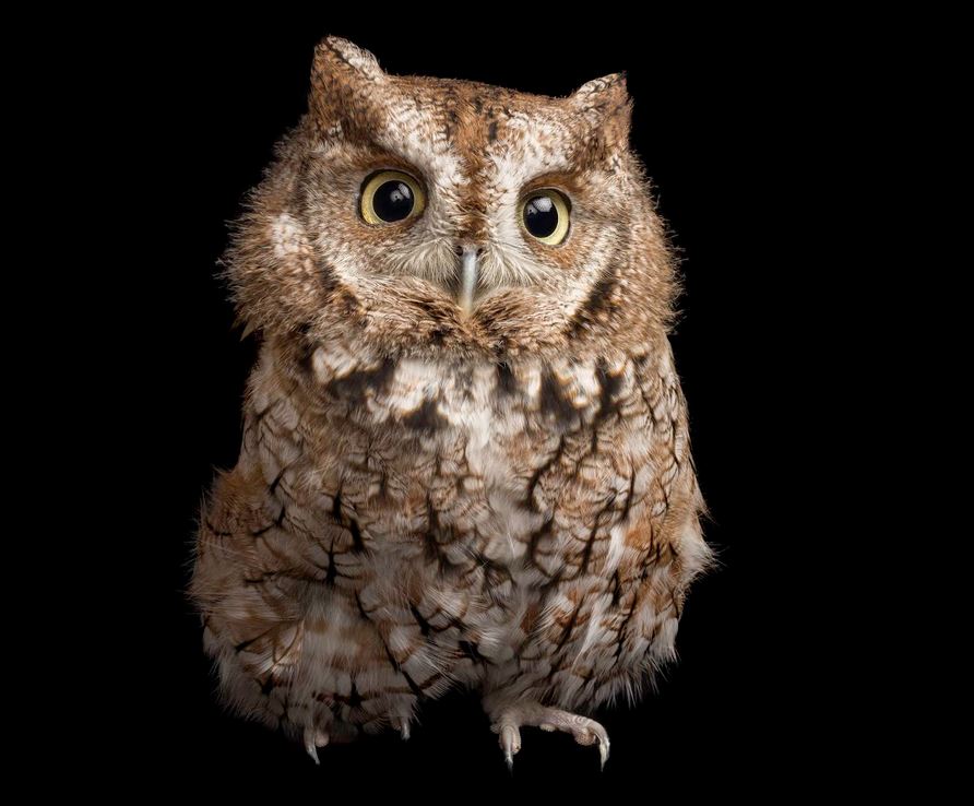 Screech Owl by Dr. Greg Gulbranson