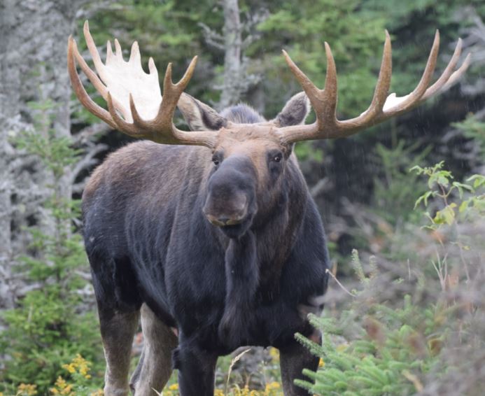 Cape Breton Nova Scotia bull moose Sept 2016