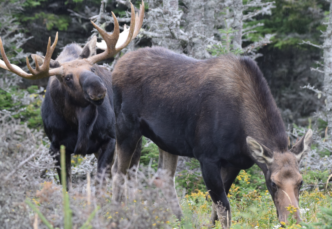 Cape Breton Nova Scotia Bull Moose and Cow