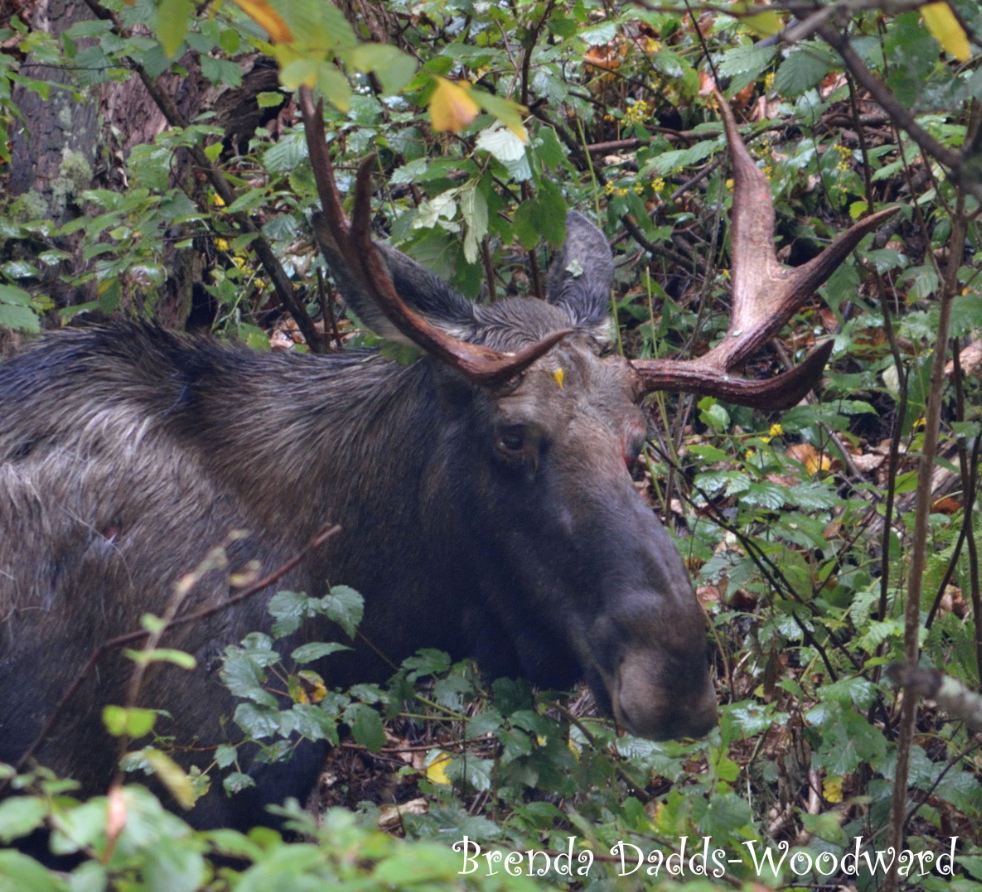 Bull Moose near Whiteface Mountain 2012