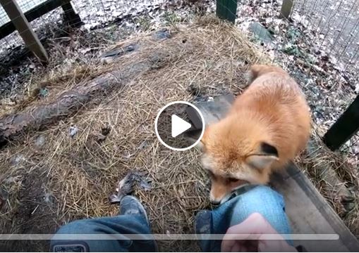 Pippin tghe Red Fox with Jason Pare