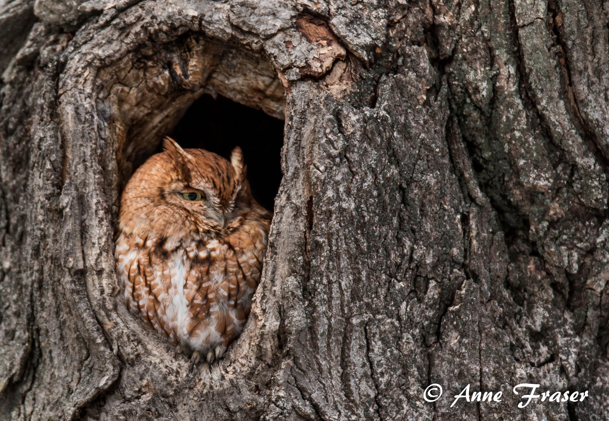 Screech owl by Anne Fraser