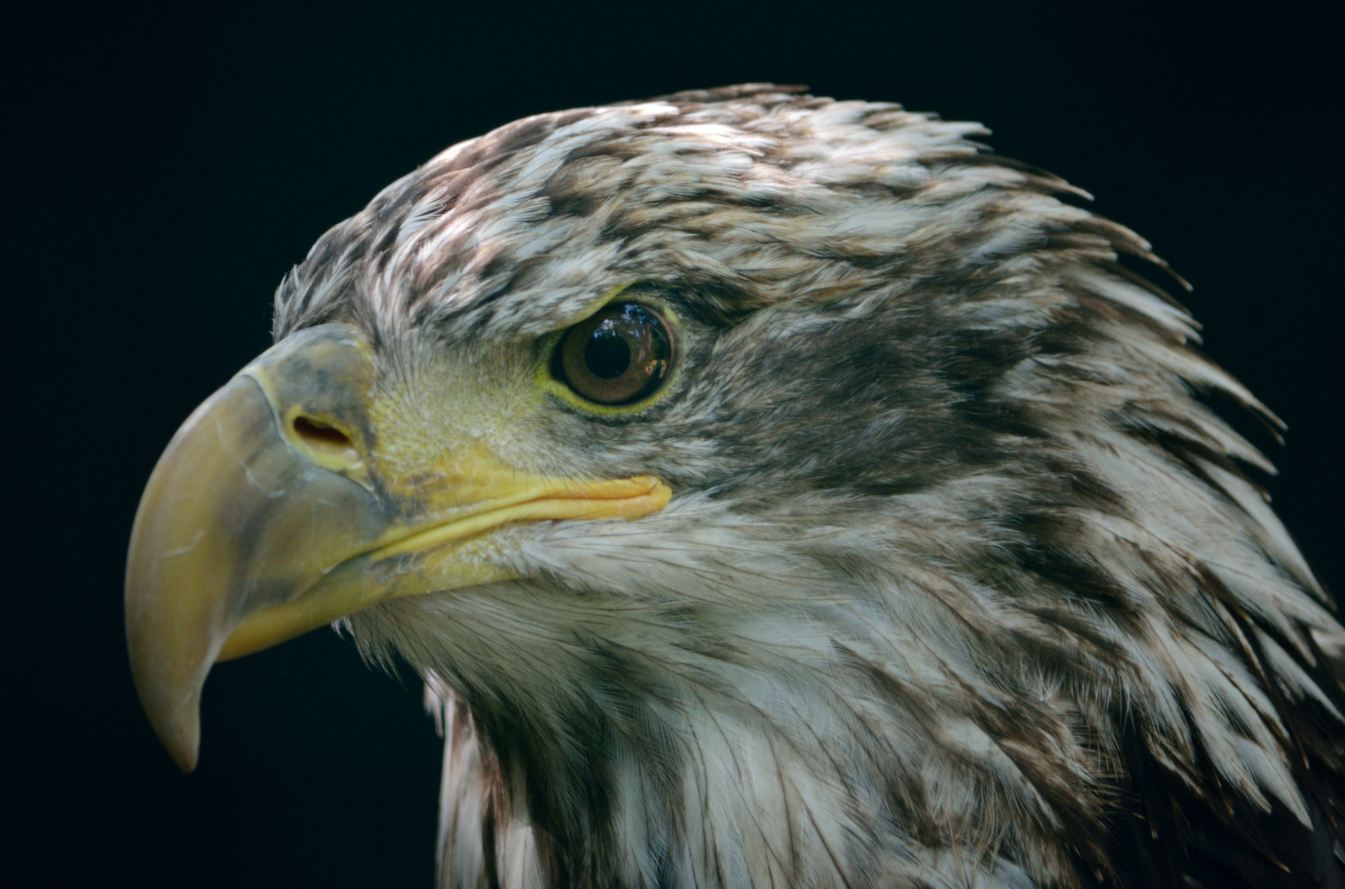 Bald Eagle by Brenda Dadds Woodward