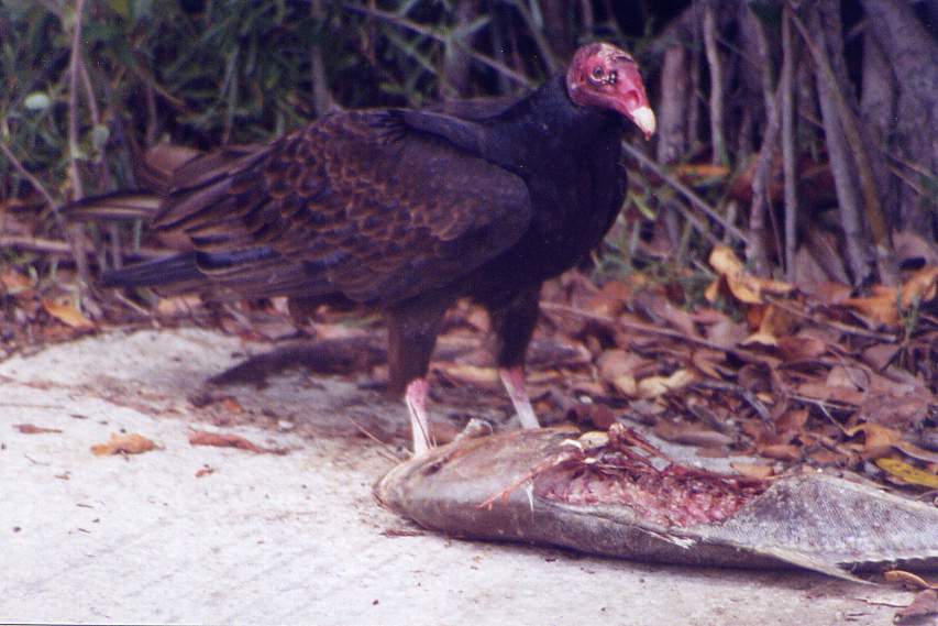 Everglades Turkey Vulture by Steve