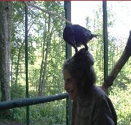 Abe the Raven and Wendy