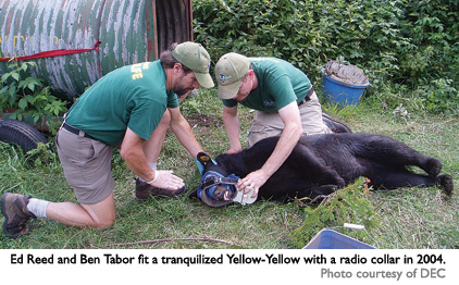 "Yellow-yellow" being radio collared