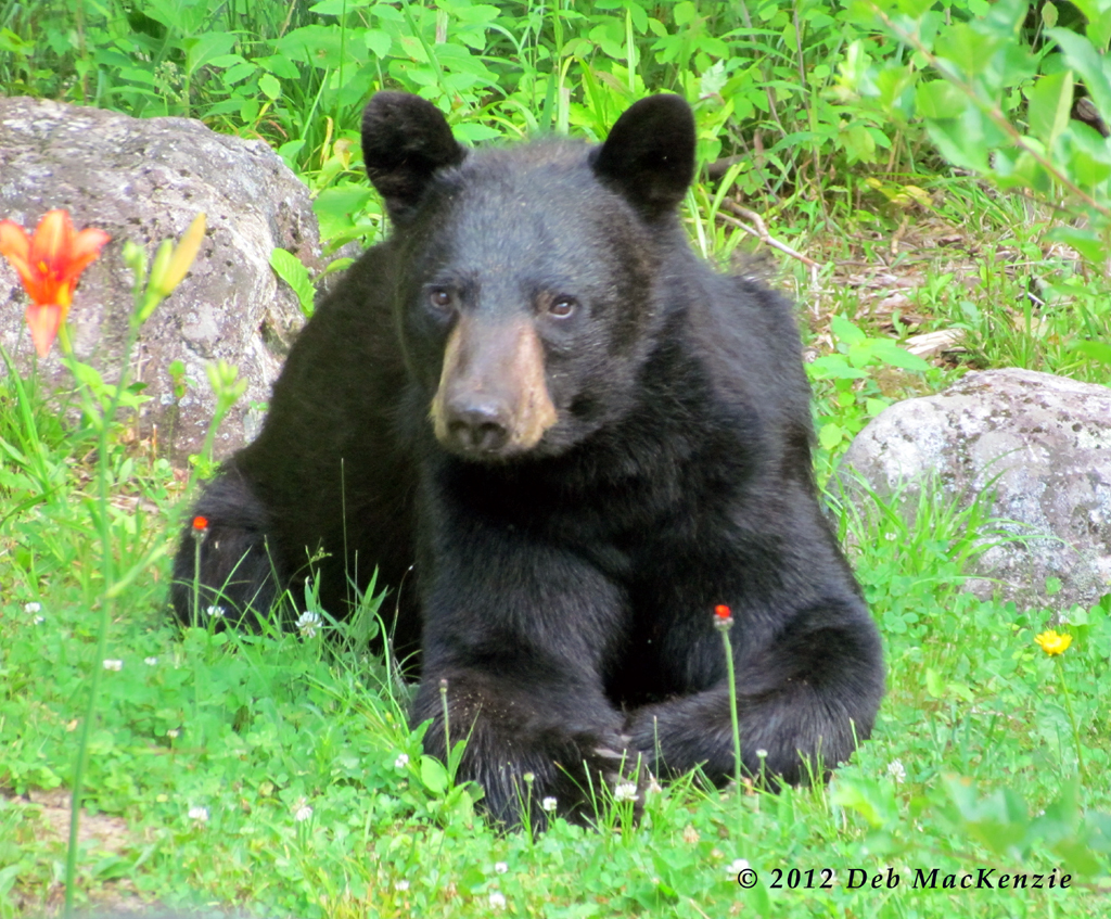 Adirondack Black Bear by Deb MacKenzie