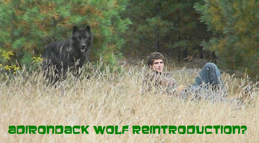 Should wolves be reintroduced to the Adirondacks?