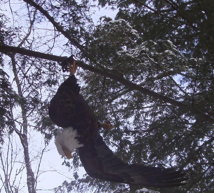 Bald eagle suspended by leg hold trap