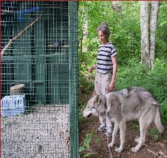 Abe the Raven meets Cree the Wolf