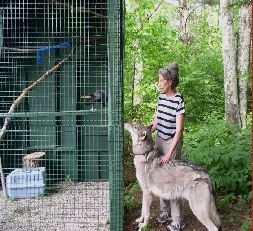 Abe the Raven meets Cree the Wolf