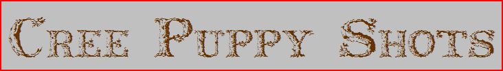 Cree Puppy Shots
