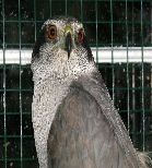 Athena the Goshawk by Deb McKenzie