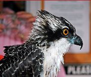 Osprey by Alice Boardman