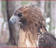 Red-Tail Jonas at the Refuge