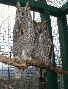 Utah & Artemis, Great Horned Owls