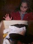 Wendy with Bald Eagle from Leg Hold Trap
