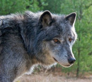 Gray wolf