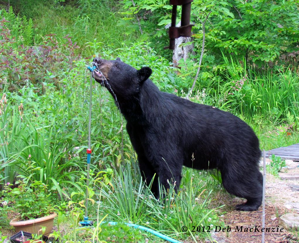 Adirondack Black Bear by Deb MacKenzie